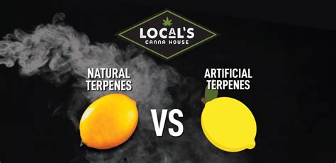 Natural Terpenes vs. Artificial Terpenes: Understanding the Difference and Why It Matters